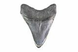 Fossil Megalodon Tooth (Polished Tip) - Georgia #151547-2